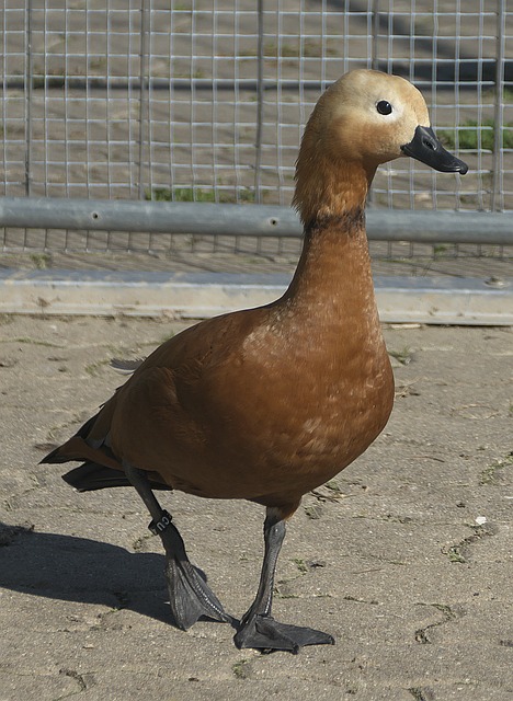 面硬碰